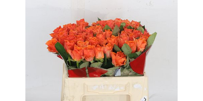 Rose Gr Arancio 50cm A1