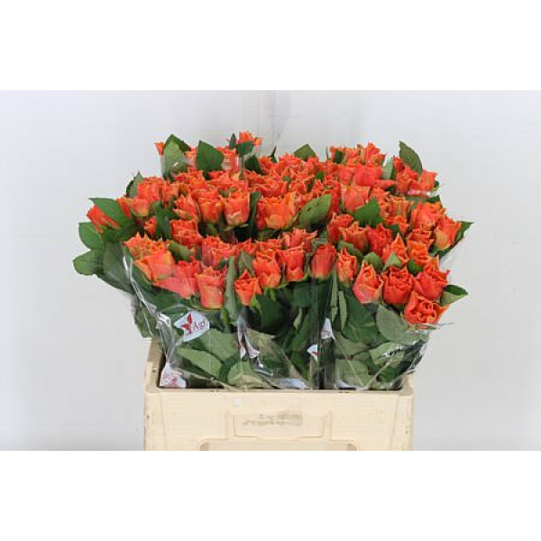 Rose Gr Arancio 40cm A1