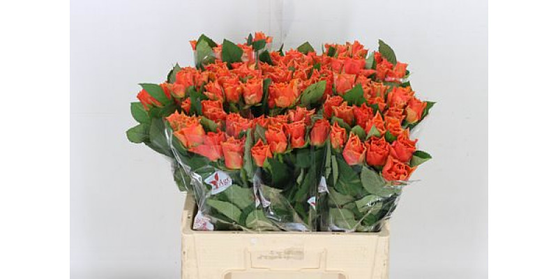 Rose Gr Arancio 40cm A1