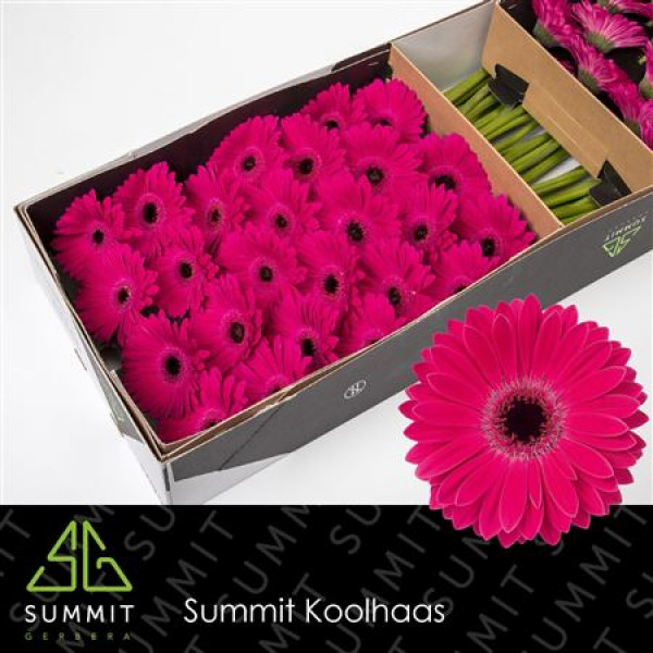 Gerbera Monetta Doos 45cm A1