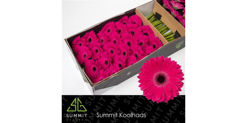 Gerbera Monetta Doos 45cm A1