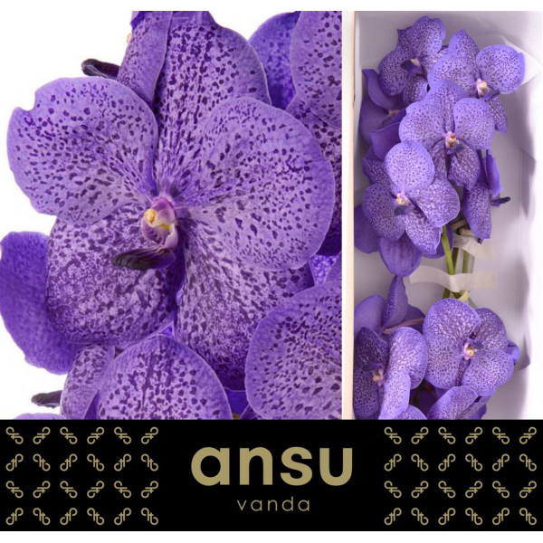 Orchid Vanda Lavender Sprinkles A1 Col-Lavender