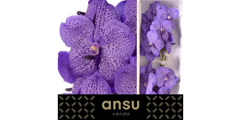 Orchid Vanda Lavender Sprinkles 0cm A1 Col-Lavender