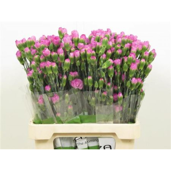 Dianthus Tr Malibu Lilac 65cm A1 Col-Milka