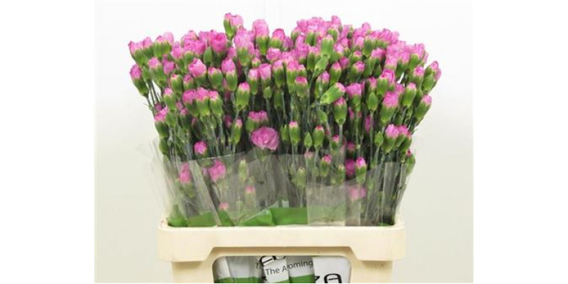 Dianthus Tr Malibu Lilac 65cm A1 Col-Milka