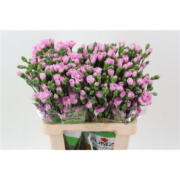 Dianthus Tr Lavendel Mao Select 65cm A1 Col-Milka