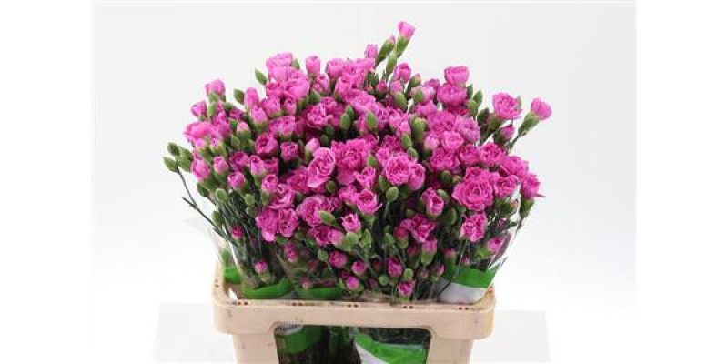 Dianthus Tr Malibu Select 65cm A1