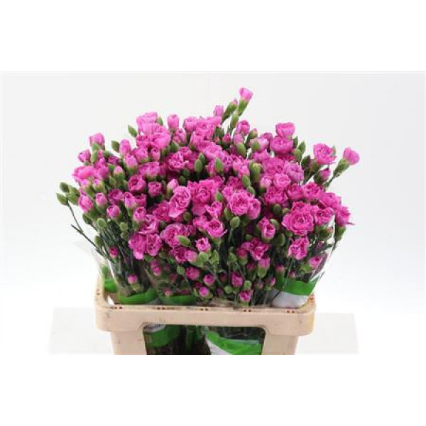 Dianthus Tr Malibu Select 65cm A1