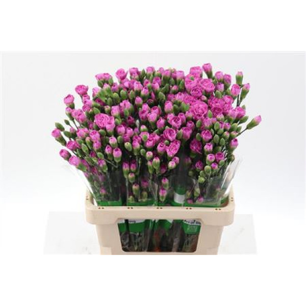 Dianthus Tr Malibu Select X5 65cm A1