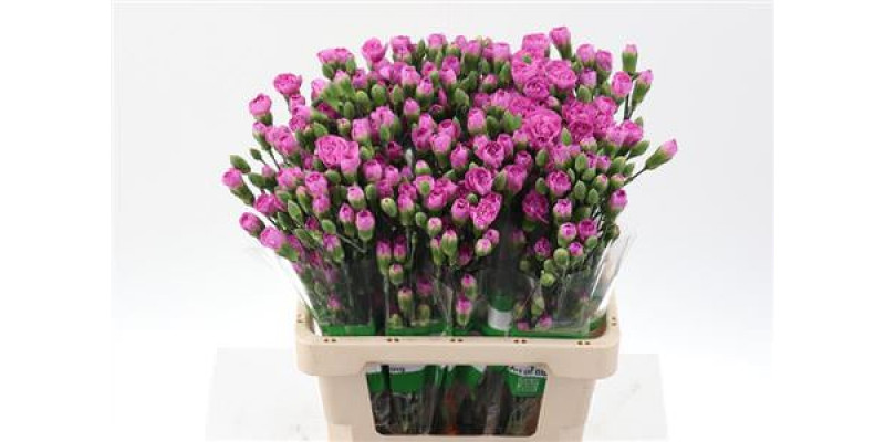 Dianthus Tr Malibu Select X5 65cm A1