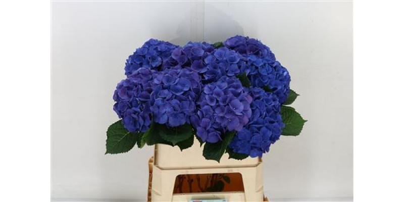 Hydrangea M Fa Anne 60cm A1