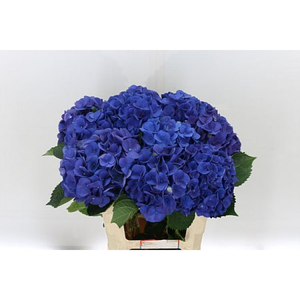 Hydrangea M Fa Anne 60cm A1 Col-Blue