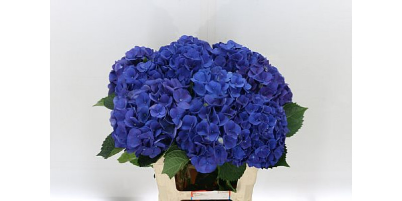 Hydrangea M Fa Anne 60cm A1 Col-Blue