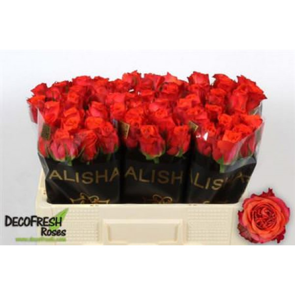 Rose Gr Tabasco 50cm A1 Col-Orange