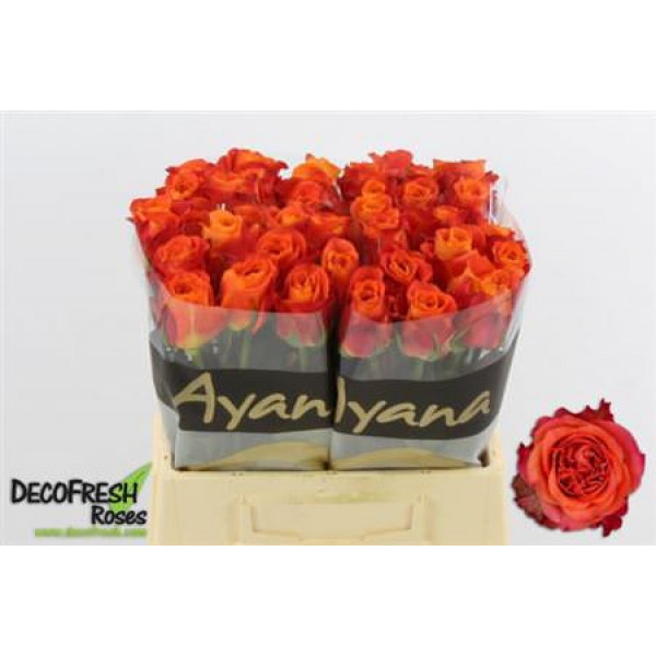 Rose Gr Tabasco 40cm A1 Col-Orange