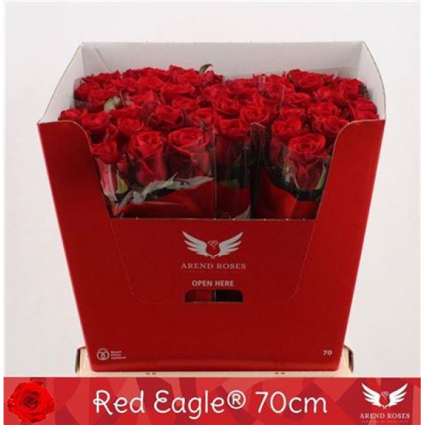 Rose Gr Red Eagle 70cm A1 Col-Red