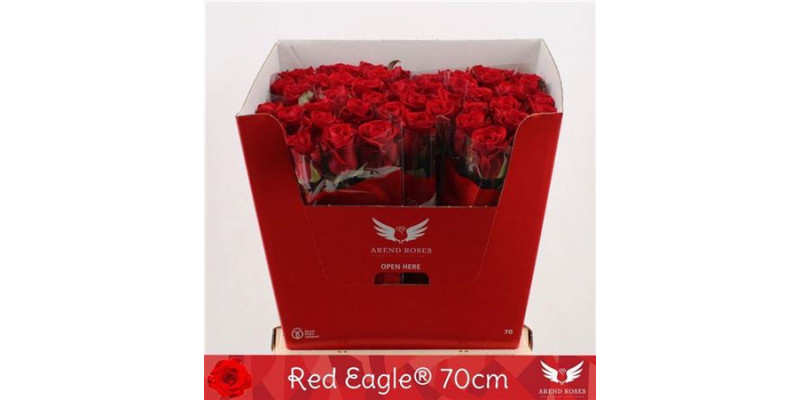 Rose Gr Red Eagle 70cm A1 Col-Red