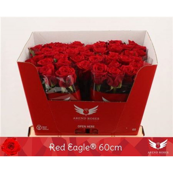 Rose Gr Red Eagle 60cm A1 Col-Red