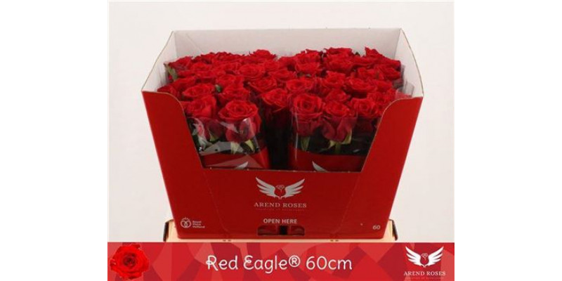 Rose Gr Red Eagle 60cm A1 Col-Red