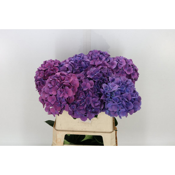 Hydrangea M Fa Devine 80cm A1 Col-Purple