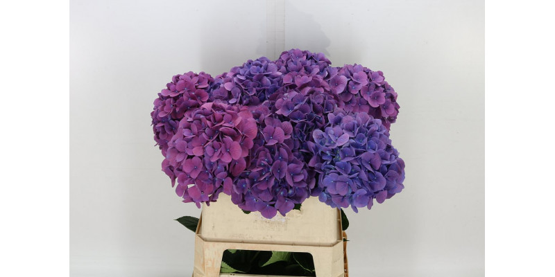 Hydrangea M Fa Devine 80cm A1 Col-Purple