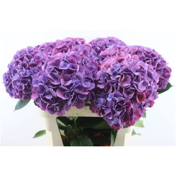 Hydrangea M Fa Devine 80-23 80cm A1