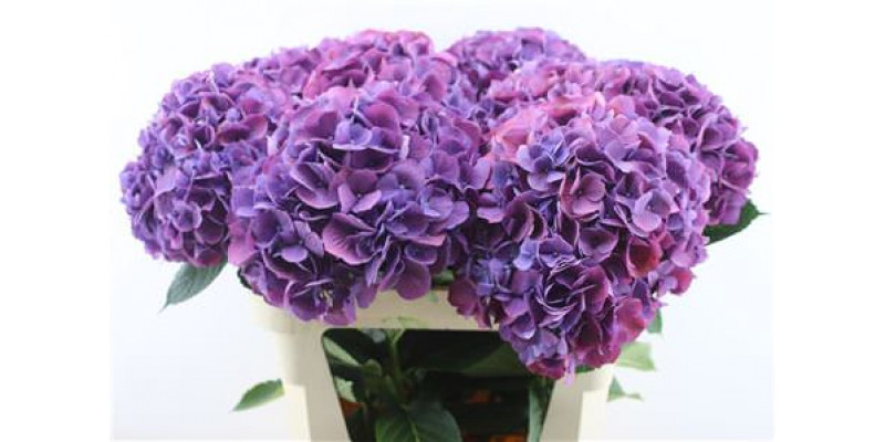 Hydrangea M Fa Devine 80-23 80cm A1