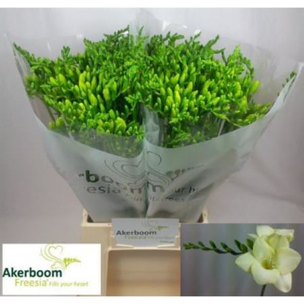 Freesias En Wedding White 50cm A1