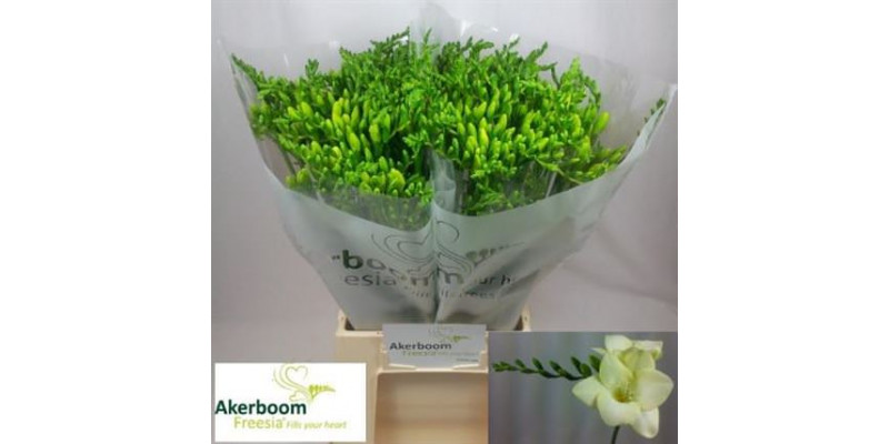 Freesias En Wedding White 50cm A1