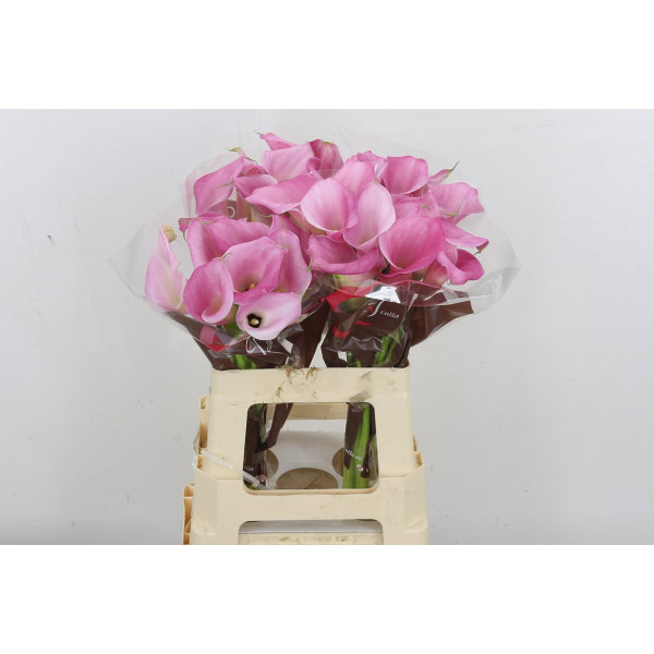 Zanthedeschias (Calla Lilly) Captain Samba 60cm A1 Col-Pink