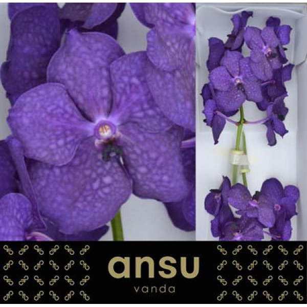 Orchid Vanda Deep Blue 0cm A1 Col-Purple