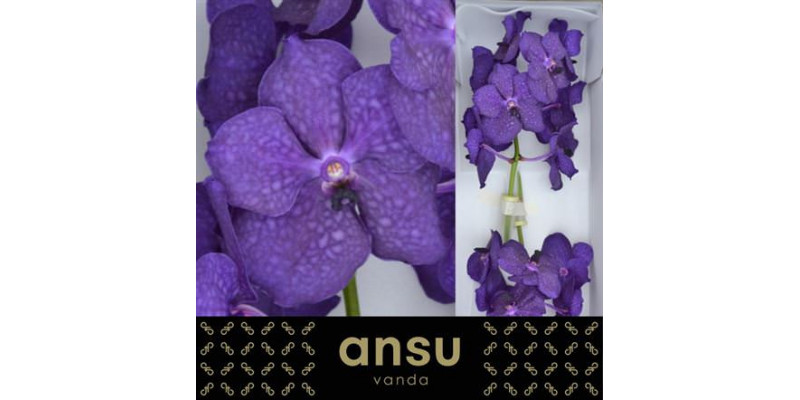 Orchid Vanda Deep Blue 0cm A1 Col-Purple