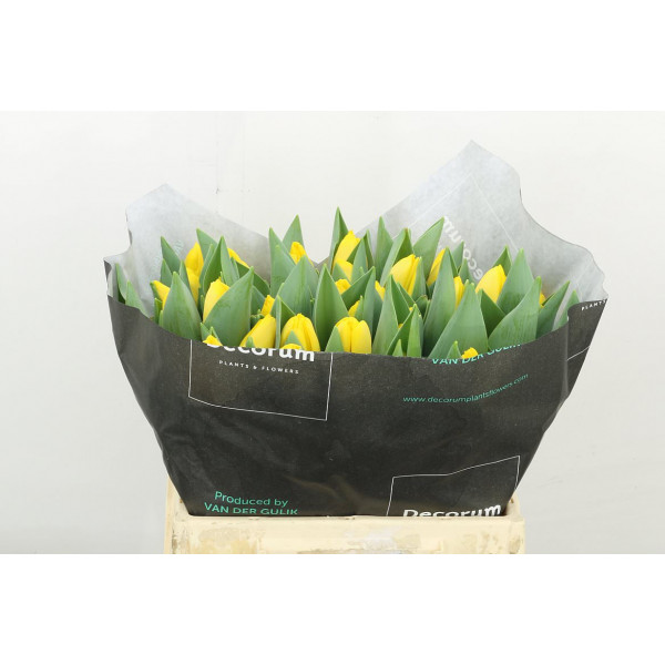 Tulips En Novi Sun 39 A1Yellow