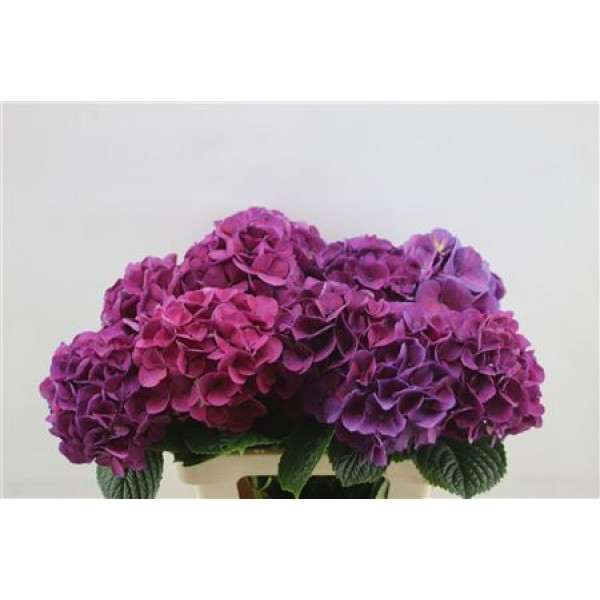 Hydrangea M San Tropez 60cm 60cm A1