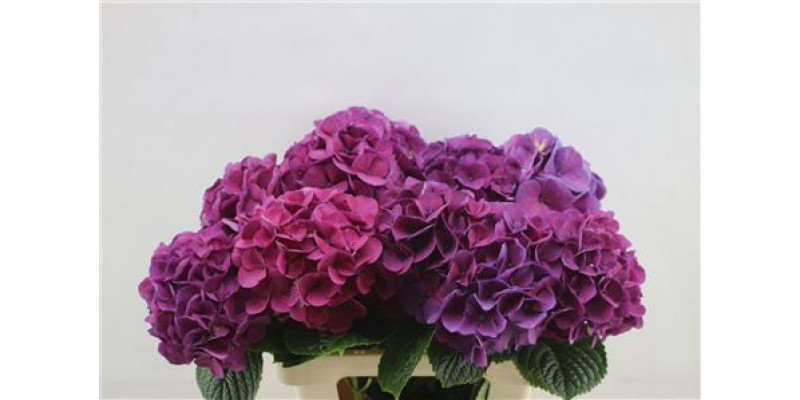 Hydrangea M San Tropez 60cm 60cm A1