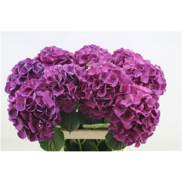 Hydrangea M San Tropez 60cm 60cm A1