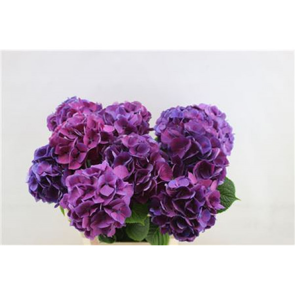 Hydrangea M San Tropez  60cm A1