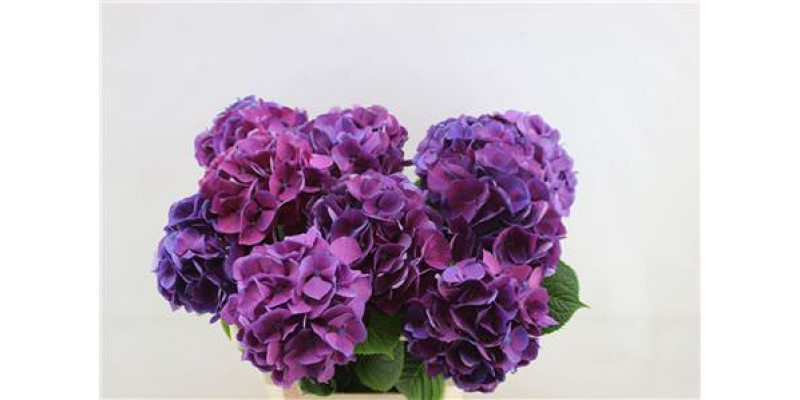 Hydrangea M San Tropez  60cm A1