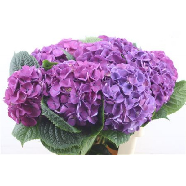 Hydrangea M San Tropez 60-20 60cm A1