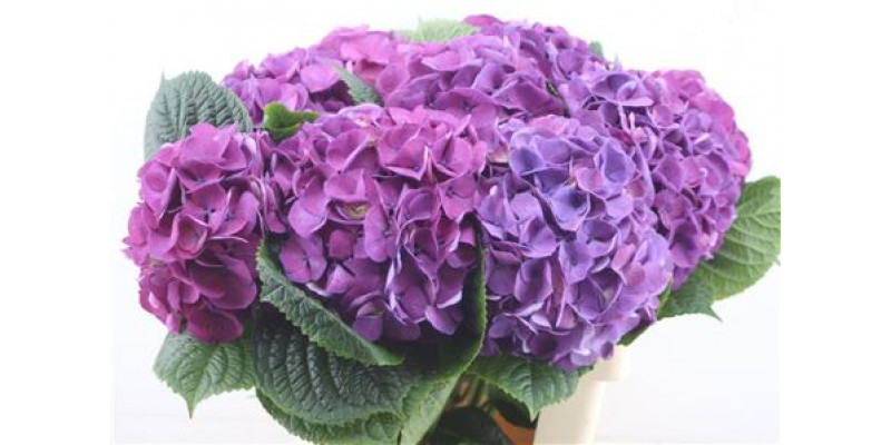 Hydrangea M San Tropez 60-20 60cm A1