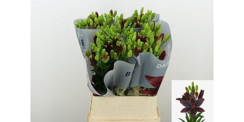 Lillys As Dark Secret 95cm A1