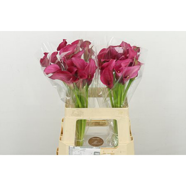 Zanthedeschias Calla Lilly Zazu 60cm A1