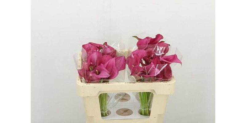 Zanthedeschias Calla Lilly Zazu 50cm A1