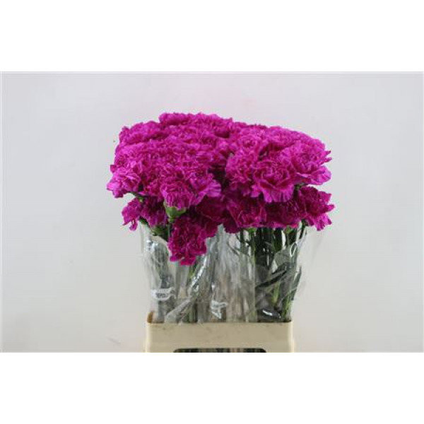 Dianthus St Tiepolo Fucsia 65cm A1