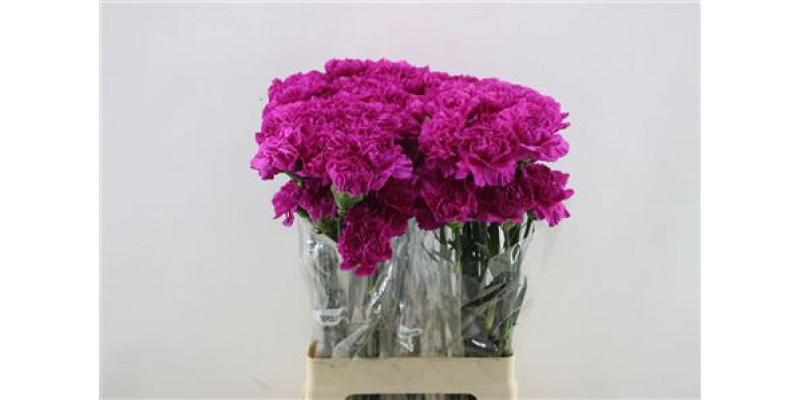 Dianthus St Tiepolo Fucsia 65cm A1