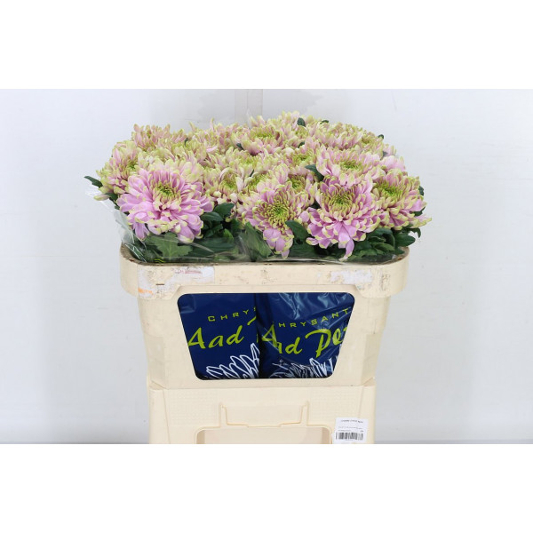 Chrysanthemums G Ross Charlotte 70cm A1 Col-Pink