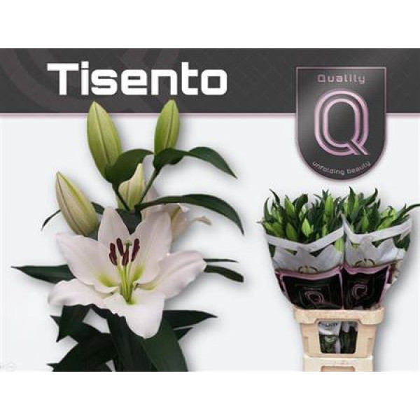 Lillys Or Tisento 4+ 95 cm A1