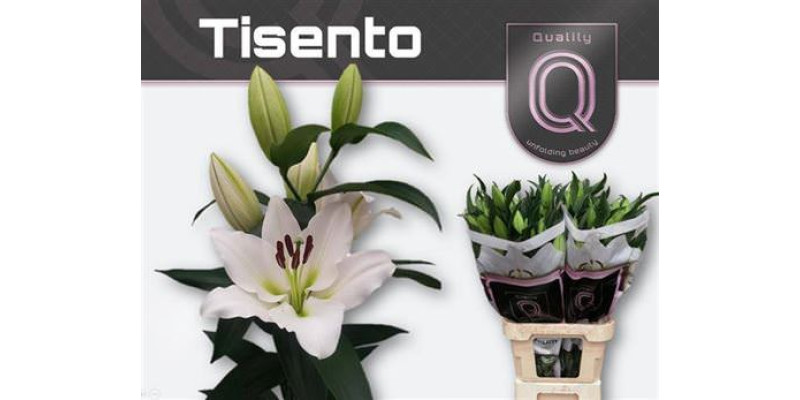 Lillys Or Tisento 4+ 95 cm A1