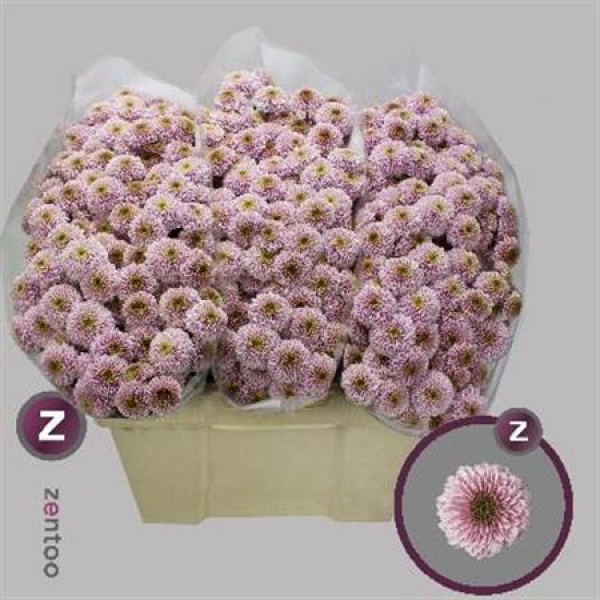 Chrysanthemums San Aaa Dor Pink 55cm A1 Col-Pink