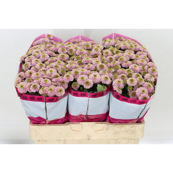 Chrysanthemums San Aaa Doria Pi 55cm A1 Col-Pink